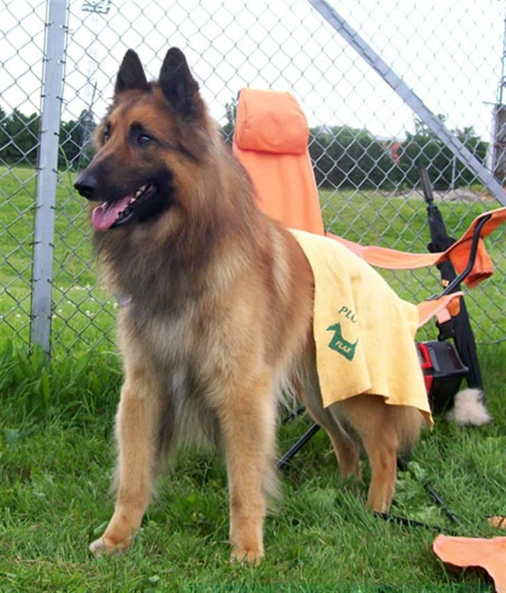 Tervueren Heierås Camaro - Camar på Utstilling med håndduk på rompa, for å trykke ned pelsen billede 8