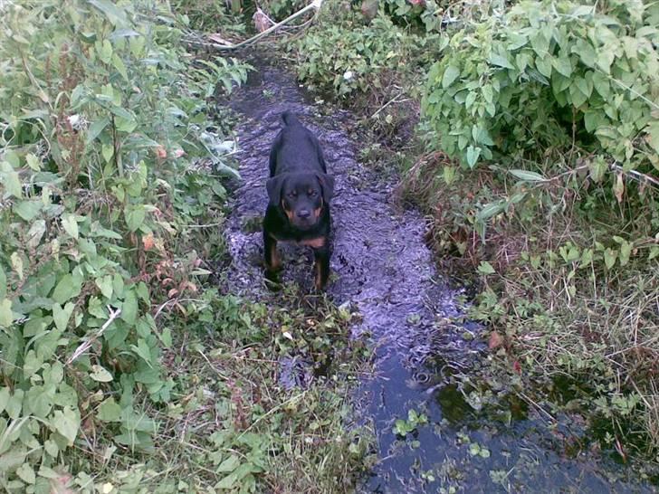 Rottweiler Tyson - Fra d. 4/7-07 billede 9