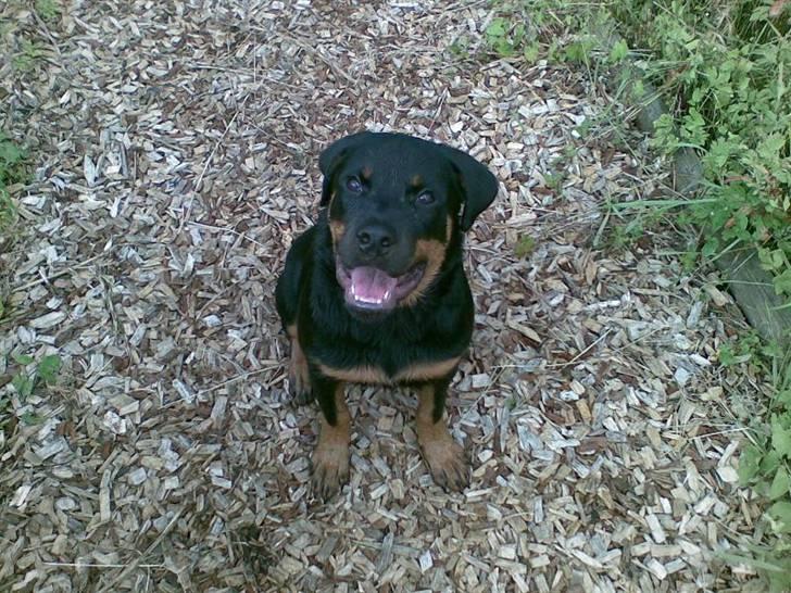 Rottweiler Tyson - Fra d. 10/7-07 billede 10