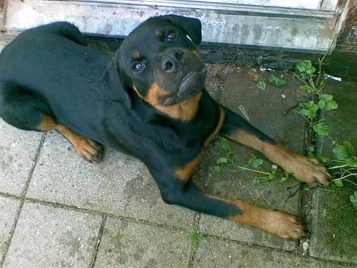Rottweiler Tyson - Fra d. 3/8-07 billede 11