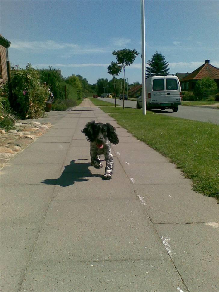 Cocker spaniel Lady <333 xD - her løber jeg en tur  billede 7