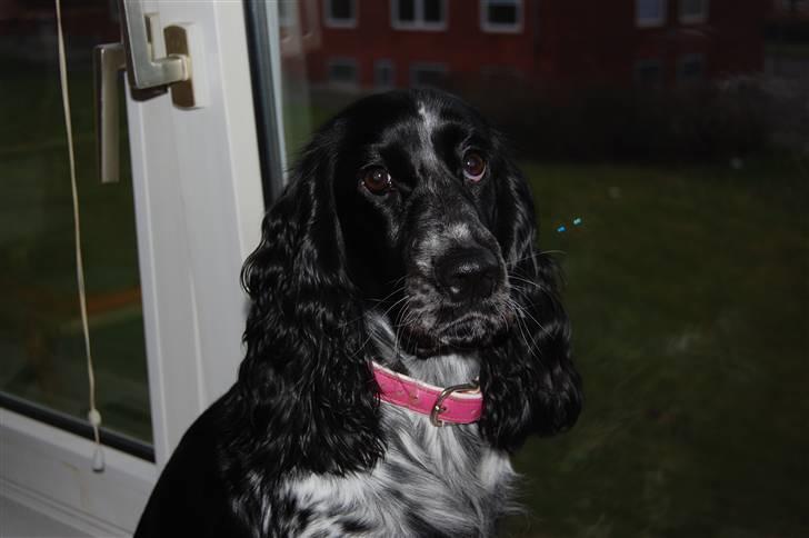 Cocker spaniel Lady <333 xD - Er hun ikk fiin <,3 :) billede 9