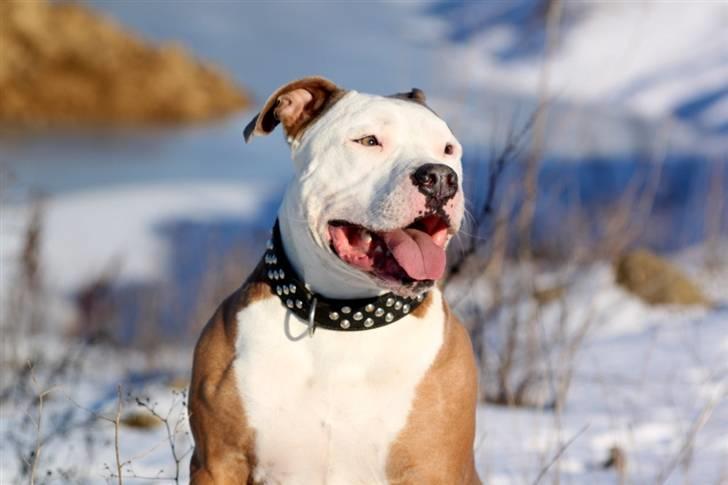 Amerikansk staffordshire terrier ICEMAN R.I.P.  - nyt billede 16