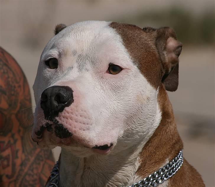 Amerikansk staffordshire terrier ICEMAN R.I.P.  - nyt billede 18