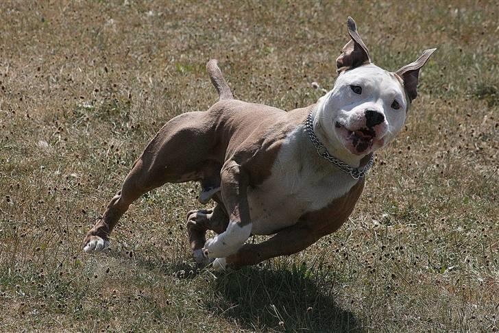 Amerikansk staffordshire terrier ICEMAN R.I.P.  - nyt billede 19