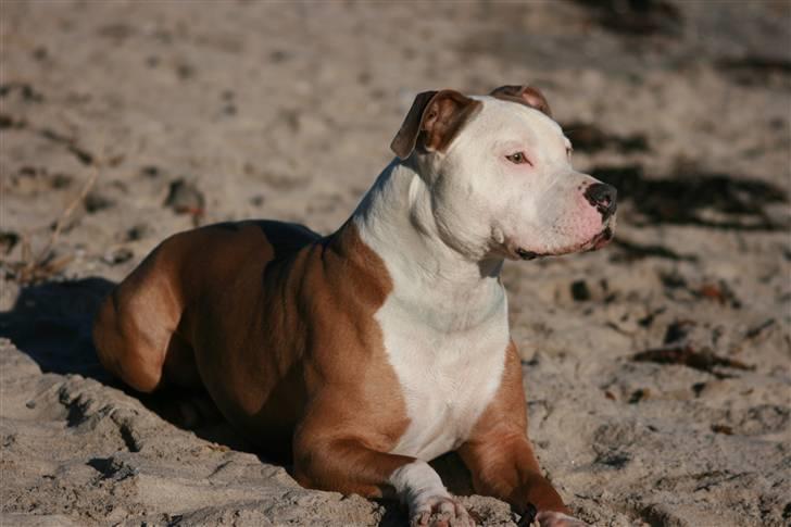 Amerikansk staffordshire terrier ICEMAN R.I.P.  - Jeg nyder solen et øjeblik,mens jeg venter på at nogen vil lege   billede 20