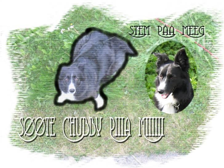 Border collie Chubby - fikset på Photofiltre:) billede 6