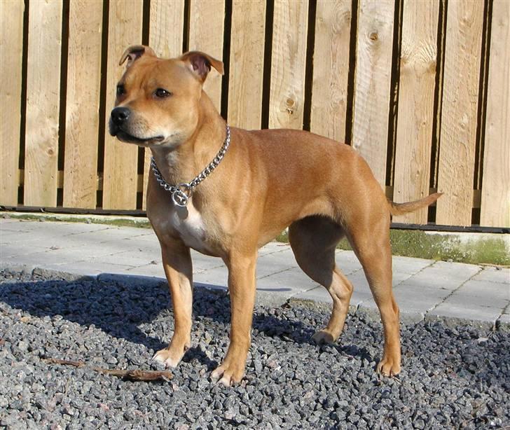 Staffordshire bull terrier Aya billede 1
