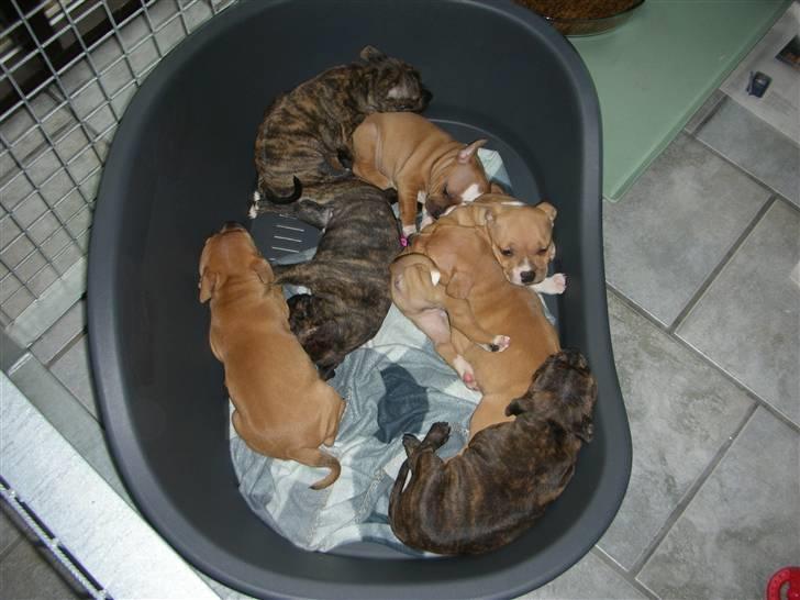 Staffordshire bull terrier Aya billede 2