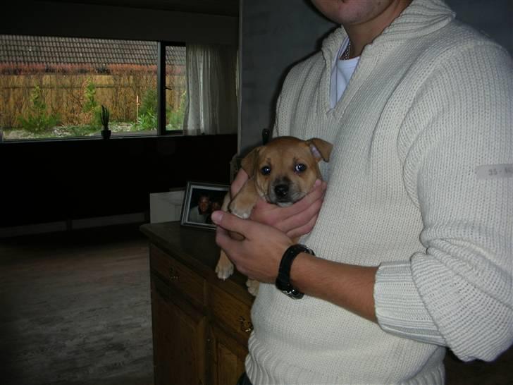 Staffordshire bull terrier Aya billede 3