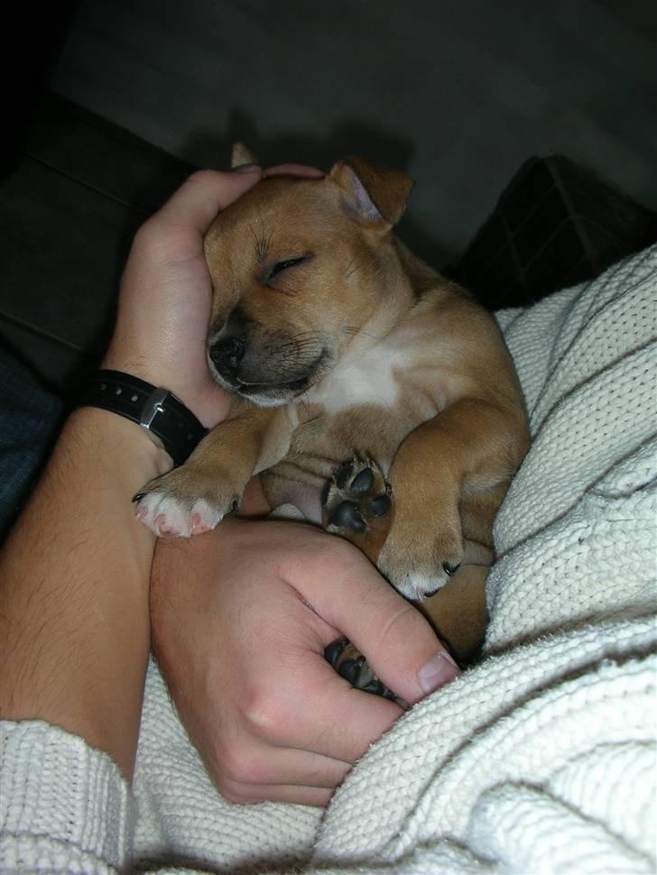 Staffordshire bull terrier Aya billede 4