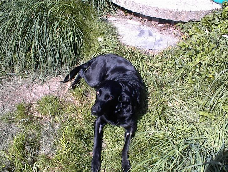 Labrador retriever /blanding Rie<3 - er lige kommer hjem fra det dumme dyrehospital så jeg er lidt træt billede 2