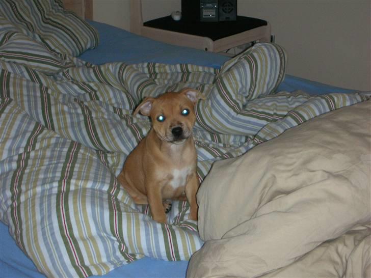 Staffordshire bull terrier Aya billede 5