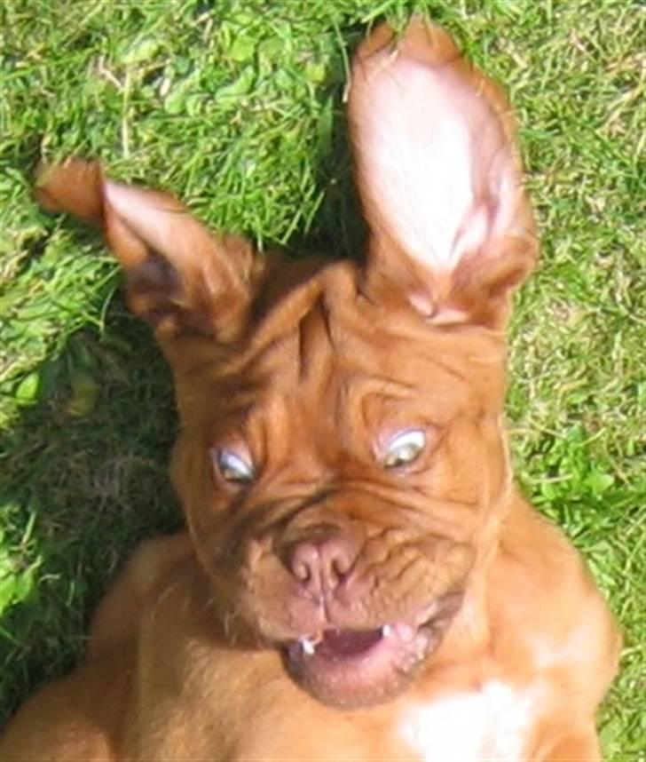 Dogue de bordeaux Honey (Vegasus Aija) - Nå ja - vi kan vel alle ha´ en OFF-DAY billede 11