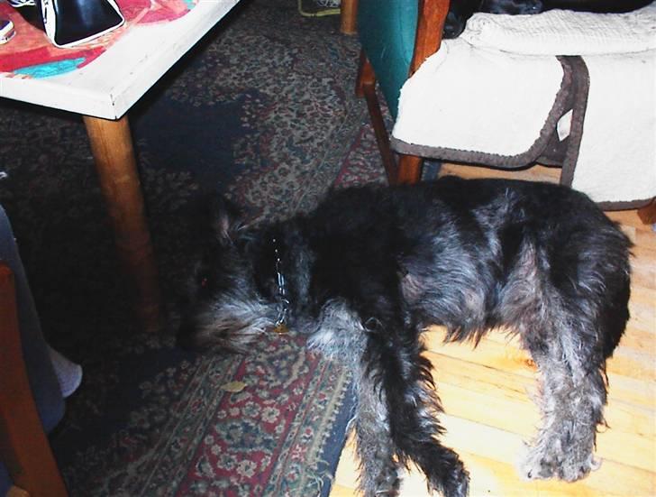 Border collie /Labrador R.I.P. Fie<3 - Ligger lige og sover. ! Væk mig om en time takk billede 2