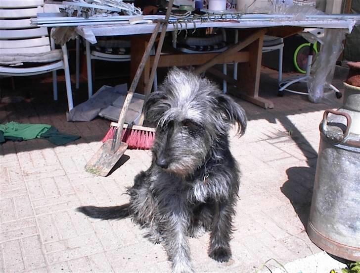 Border collie /Labrador R.I.P. Fie<3 - Hvor er Rie henne. ?? Er hun kommet hjem ?? billede 3