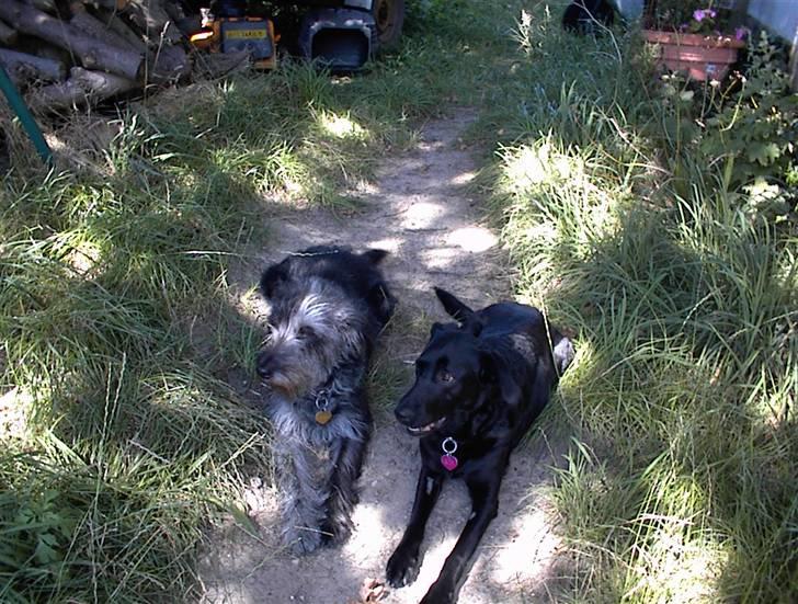 Border collie /Labrador R.I.P. Fie<3 - Rie og mig ligger lige og tager en slapper.  billede 4
