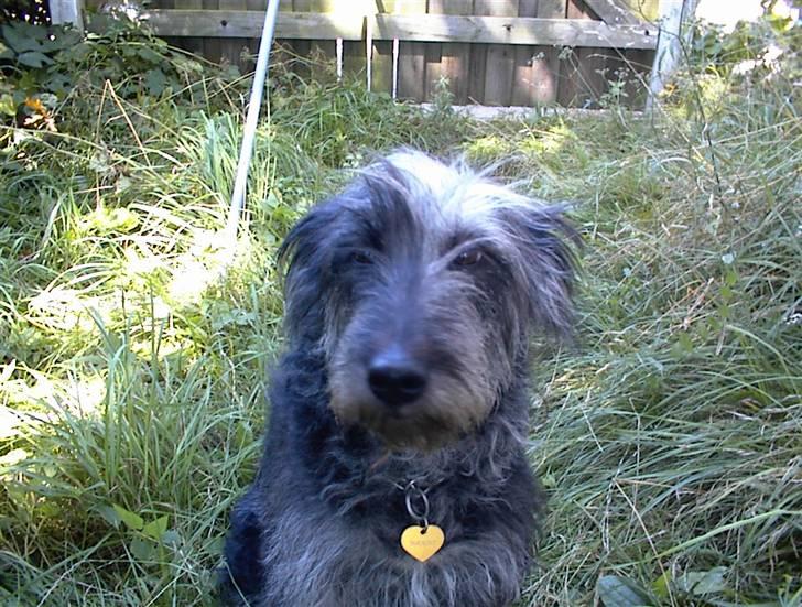 Border collie /Labrador R.I.P. Fie<3 - Hej med dig er jeg ikke bare sød ?? (= billede 5