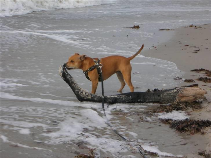 Staffordshire bull terrier Aya billede 6