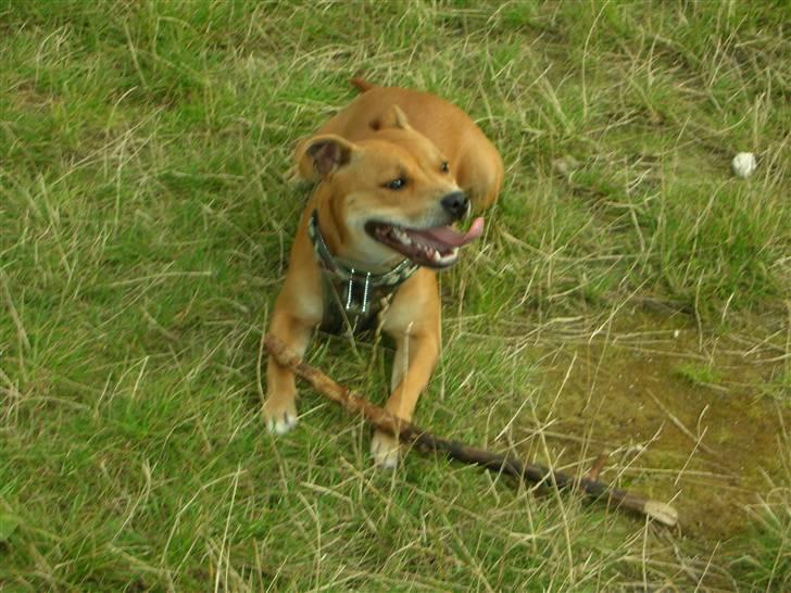 Staffordshire bull terrier Aya - Jeg tager lige en slapper.. billede 7