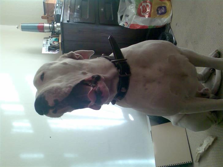 Dogo argentino Artos - årh far jeg så søvnig billede 1