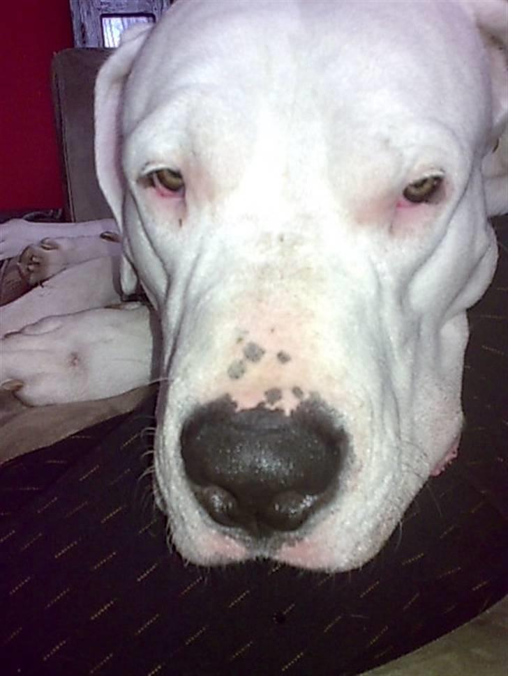 Dogo argentino Artos - far må jeg ikk nok få en godbid billede 2