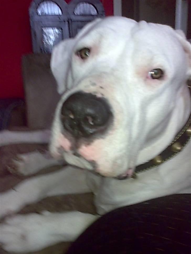 Dogo argentino Artos - også lige en mere bebe billede 3