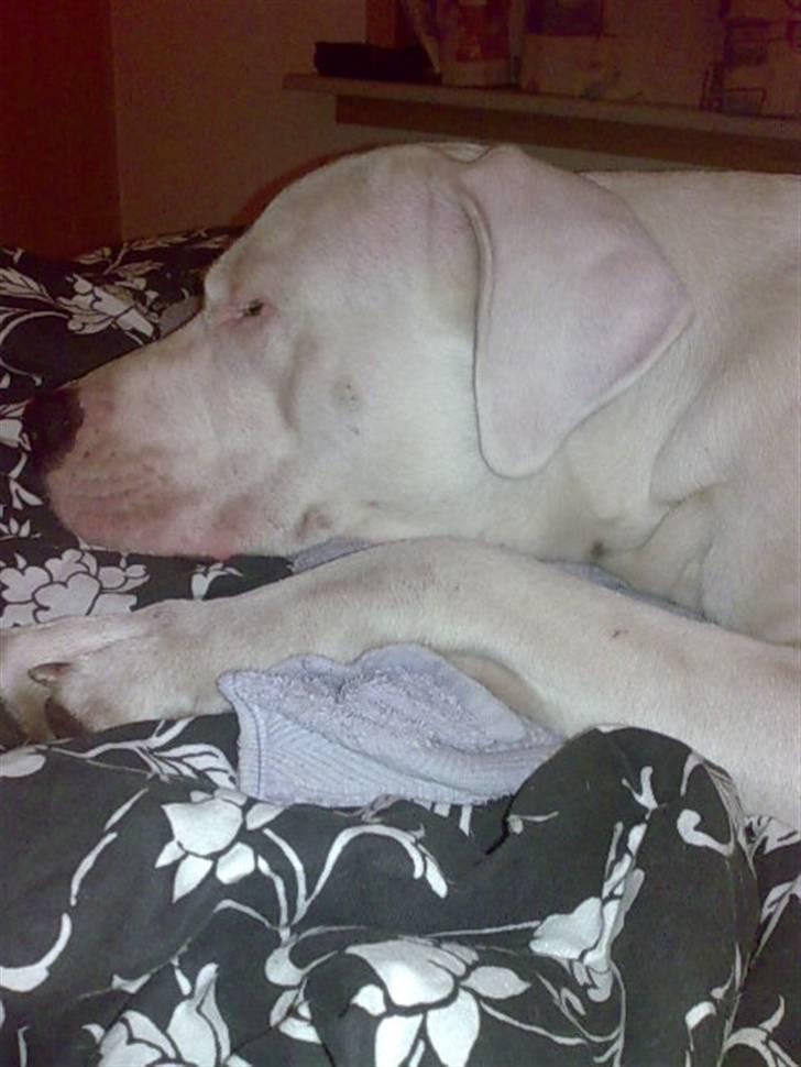 Dogo argentino Artos - bare lige en lille lur billede 4