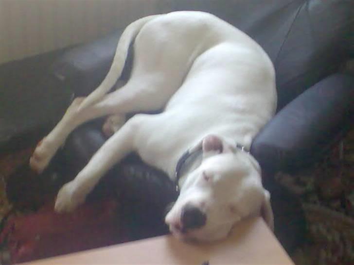 Dogo argentino Artos - ja jeg er træt jeg bare lige slog mig ned hvor jeg kunne billede 5
