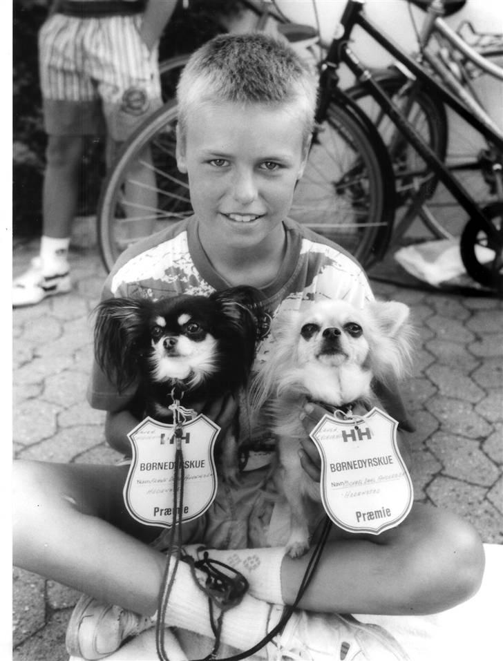 Chihuahua Laban Lykkely billede 1