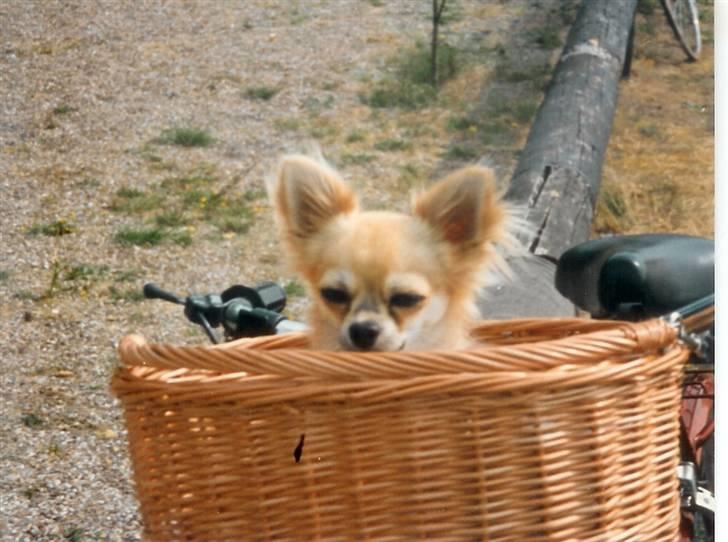 Chihuahua Laban Lykkely billede 2