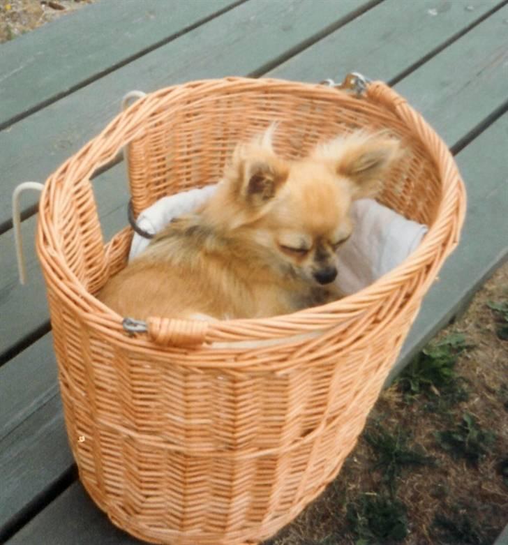 Chihuahua Laban Lykkely billede 3