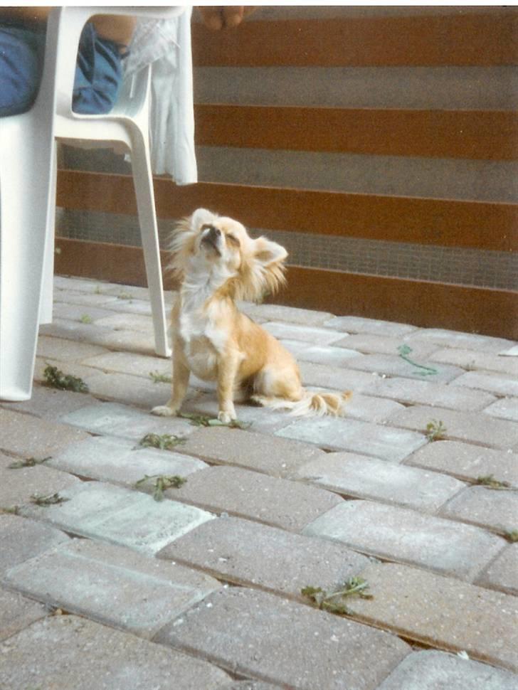 Chihuahua Laban Lykkely billede 4