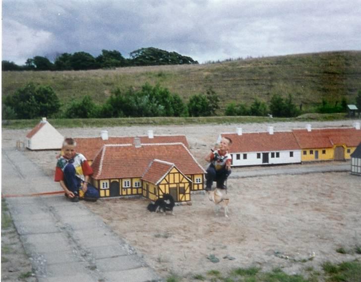 Chihuahua Laban Lykkely billede 5