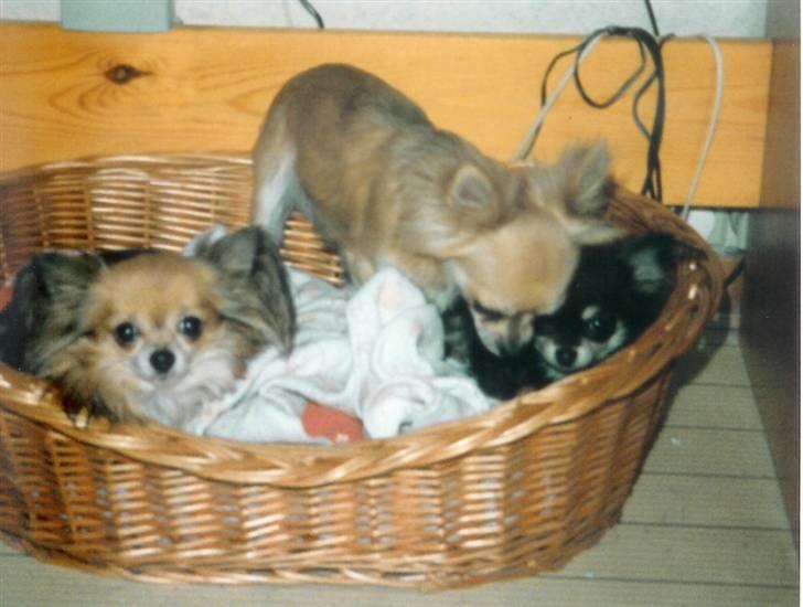 Chihuahua Laban Lykkely billede 6