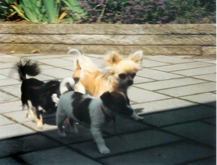 Chihuahua Laban Lykkely billede 7