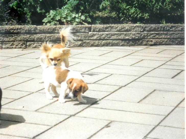 Chihuahua Laban Lykkely billede 8