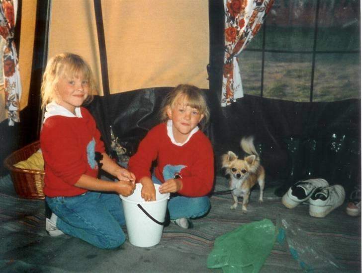 Chihuahua Laban Lykkely billede 9