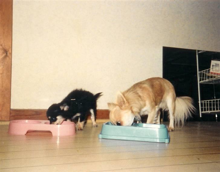 Chihuahua Laban Lykkely billede 10