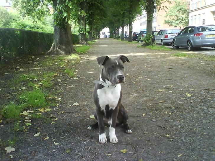 Amerikansk staffordshire terrier Smoki billede 1