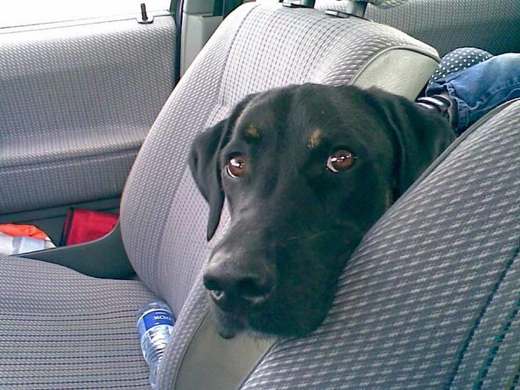 Blanding af racer janus - hallo var der en der kaldte. billede 3