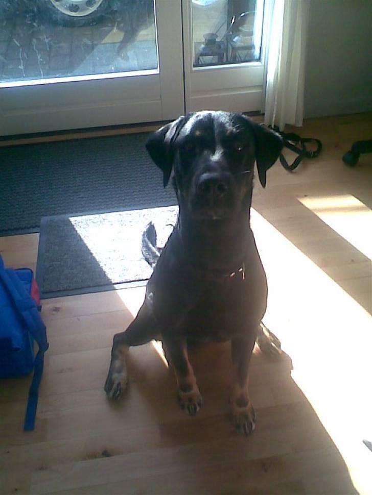 Blanding af racer janus - ja ja han er blevet bedre på billederne billede 4