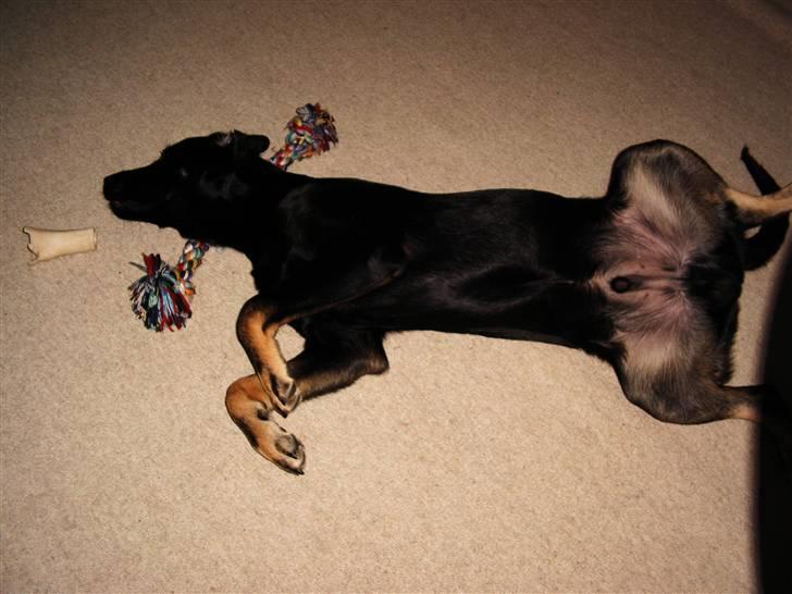 Blanding af racer janus - hviler ud efter en hård trænings aften:-) billede 5