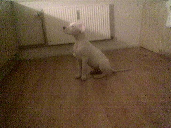 Dogo argentino Artos - da jeg var helt lille billede 6