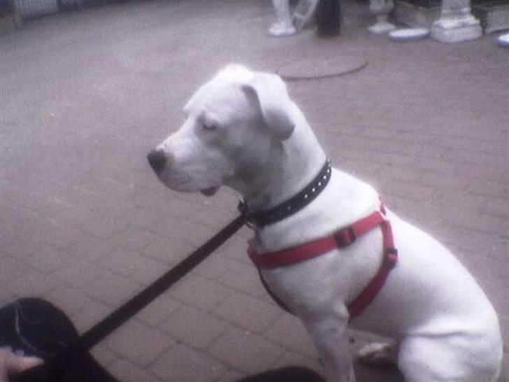 Dogo argentino Artos - ja sidder pænt og ser på de katte der er på bonde gården..... billede 7
