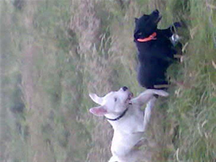 Dogo argentino Artos - og så er vi på ferie i nibe og fandt nogle gode lege kammerater....hehe vi har det sjovt billede 8