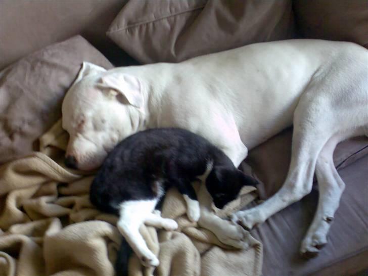 Dogo argentino Artos - og så blev jeg lige lidt træt igen putter med harley.... billede 9