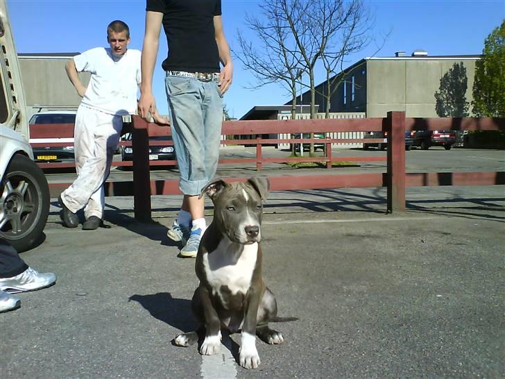 Amerikansk staffordshire terrier Smoki billede 2