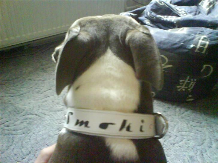 Amerikansk staffordshire terrier Smoki billede 3