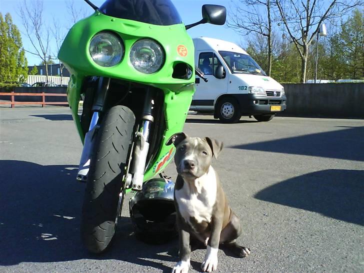 Amerikansk staffordshire terrier Smoki billede 4